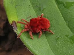 Clover mites are plant feeders, they will not feed on you. Clover Mites
