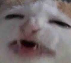 pin ot polzovatelya ᴍɪsɪᴏ ʙᴏzʏ na doske memes v 2020 g smeshnye memy memy smeshno