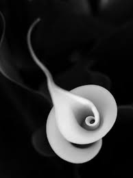 Black And White Pictures Of Lily Flowers My Heart Beats In Drum Breakdowns Black And White Flowers Flowers Photography Robert Mapplethorpe