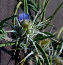 Image result for Blepharis bainesii