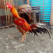 Telur ayam bangkok warna coklat. Isi 2 Telur Fertil Ayam Bangkok Warna Wangkas Gondang Lazada Indonesia