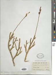 Image result for Cyphostemma obovato-oblongum