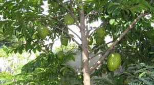 Inilah Khasiat Daun Durian Belanda Khalifah Media Networks