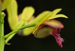 Image result for Eulophia elegans