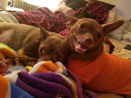 Usually ships within 3 to 5 weeks. I Kept Some Of My Dead Dog S Hair Am I Okay Quora