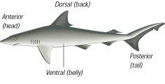 Dorsal Ventral Anterior Posterior Diagram Google Search Animal Science Zoology Hammerhead Shark