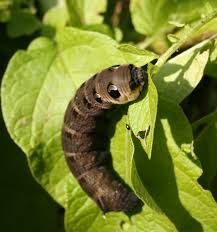 Caterpillar Id Reptiles And Amphibians Of The Uk Forum