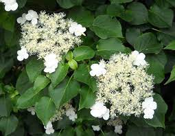 Climbing hydrangea, hydrangea petiolaris, hydrangea scandens maxim. Hydrangea Petiolaris Care And Culture Travaldo S Blog