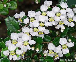 Image result for Malpighia