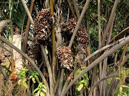 Image result for Raphia farinifera