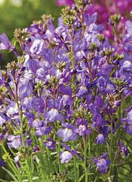 Check spelling or type a new query. 8 Cool Weather Plants Garden Gate