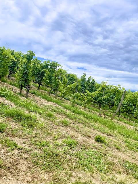 Sunlit Syrah and Viognier Grapes