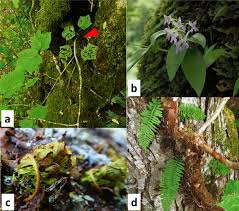 Image result for Microcoelia physophora