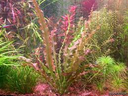 Maybe you would like to learn more about one of these? Aponogeton Crispus Flowgrow Aquatic Plant Database
