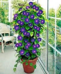 Container Pot With Morning Glory Grandpa Ott Plant Grow On Large Tomato Cage Plantcontaineride Container Gardening Flowers Flower Seeds Container Plants
