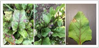 We did not find results for: Agronomy Free Full Text Challenges And Prospects For Building Resilient Disease Management Strategies And Tactics For The New York Table Beet Industry Html