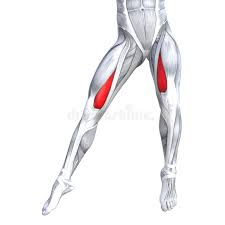 Your quadricep muscles, also known as quads, consist of four muscles that compose the front of your leg; Concept 3d Illustration Front Upper Leg Human Anatomy Stock Illustration Illustration Of Medicine Human 99931233
