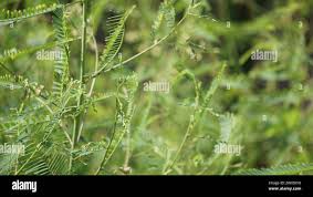 Image result for Tephrosia linearis