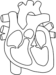 Free anatomy coloring page heart diagram, nurse, nursing study, free printable anatomy coloring pages homeschool giveaways, free printable anatomy coloring page. Printable Heart Diagram Bitem