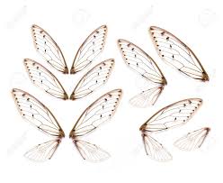 I make jewelry from old and new findings, keys, beads, watches, charms, etc. Insect Cicada Wing Isolated On White Background Stock Photo Picture And Royalty Free Image Image 66321084