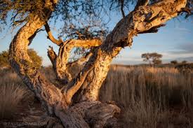 Image result for Boscia albitrunca