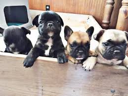 Maybe you would like to learn more about one of these? Ooh La La French Bulldogs