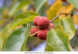 Image result for Maclura africana