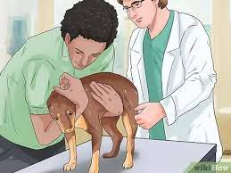 You may start thinking about what life will be like when he or she is gone. How To Know If Your Dog Has Cancer 11 Steps With Pictures