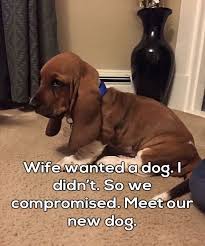 As Good As It Gets 17 Very Funny Dog Memes Dog Memes Marriage Humor Marriage Memes