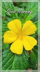 Image of a good morning with rose. Good Morning Yellow Flower Morning Flowers Good Night Image Yellow Flowers