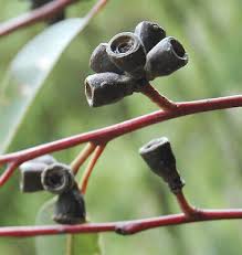 Image result for Eucalyptus botryoides