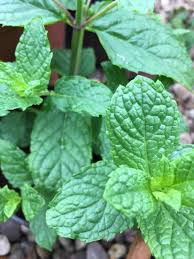 Although, spearmint and peppermints are mints, they both are completely different. 23 Uses For Fresh Dried Mint Homegrown Herb Garden