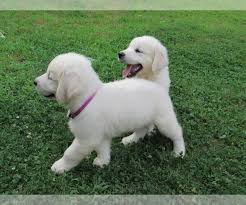 Smart, loving, loyal and loves children and other animals. Puppyfinder Com View Ad Photo 22 Of Listing English Cream Golden Retriever Puppy For Sale Adn 152840 Massachusetts Millville Usa
