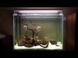 Hardscape For Angels With Tiger Barbs Youtube Hardscape Aquarium Barbs