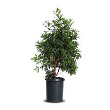 Due to its presence in southwest and northwest ireland, it is known as either irish strawberry tree. Marina Strawberry Tree Landscape Plant Source Landscape Plant Source