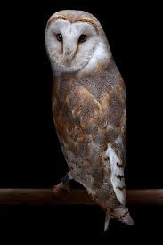 Hedwig is harry's snowy owl, given to him in harry potter and the philosopher's stone as an eleventh birthday present by rubeus hagrid, who purchases the owl in diagon alley at the eeylops owl emporium. Presenting Some Really Cute And Adorable Names For Your Pet Owl Bird Eden