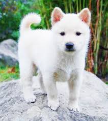 At petpress we love our pets of all shapes and sizes. 115 Korean Dog Names The Paws