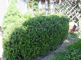 Maybe you would like to learn more about one of these? My Boxwood Hedge Sheepy Hollow Farm