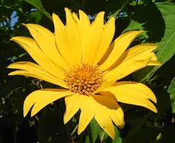 Image result for Tithonia diversifolia
