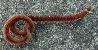 Image result for Walleria nutans