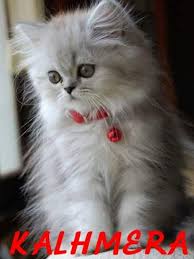 RÃ©sultat de recherche d'images pour "hypah.com images de chats"