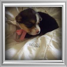 Pembroke welsh corgi puppies are adorable puppies, we have a few puppies for sale. Welsh Corgi Pets And Animals For Sale Tennessee