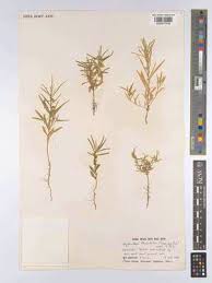 Image result for Afrohybanthus enneaspermus