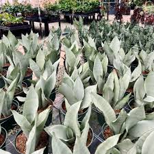 Image result for Sansevieria