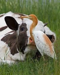 Cattle Egret Animals Friendship Animals Baby Animals