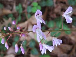 Image result for Hylodesmum