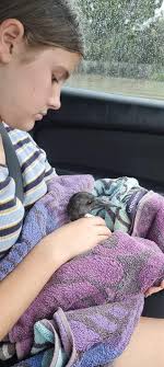 ✨Thank you everyone! Someone is one their way now to get this little bird  ❤️❤️ My friends have seen a juvenile ibis fall from a tree at centenary  lakes in Caboolture. They're