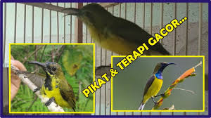 Burung prit gantil jua risman download mp3. Download Suara Burung Prit Gantil Mp3 Mp4 3gp Flv Download Lagu Mp3 Gratis