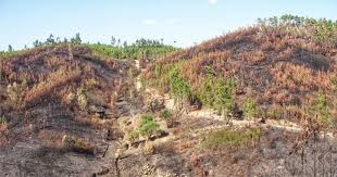 Maybe you would like to learn more about one of these? Diario Digital Castelo Branco Municipio Da Serta Inicia Trabalhos De Estabilizacao De Emergencia Pos Incendio