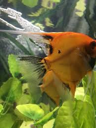 The reason we distinguish between the two is because the treatment for each can be quite different. Fin Rot On My Angelfish Aquariacentral Com